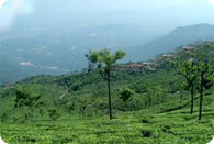 Ooty & Munnar Tours