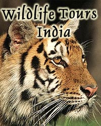 Wildlife Tour in india