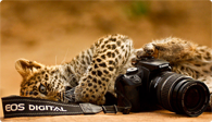 Rajasthan Wildlife Safari Tour
