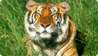 South India Wildlife Tour